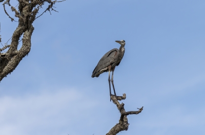 Great Grey Heron Aransas NP 2022